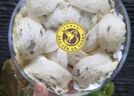 Yến Thô (Yến Còn Lông)